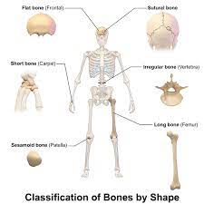 Interesting And Surprising Facts About The Human Skeleton Types Of Bones Basic Anatomy And Physiology Anatomy Bones