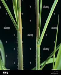 Image result for Rottboellia