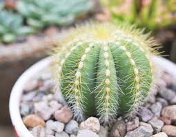 They are working with waterwise botanicals to bring you these amazing cacti! The Rounded Ball Cactus Parodia Magnifica Succulent City