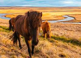 With a length of 3,395 miles, it is the country's second longest river—surpassed only by the yangtze. 5301964 2500x1786 River Horse Sunlight Nature Creative Commons Images Lanscape Gold Iceland Animal Field Sky Pony Yellow Grass Mocah Hd Wallpapers