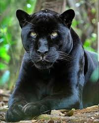 Pin By Ana Follow Your Dreams J A On Queen Panther In 2020 Animals Wild Panther Cat Wild Cats