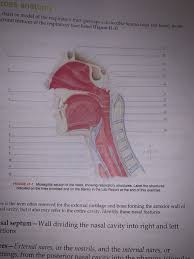 All anatomy charts are available in 19.7 x 26.6 in (50 x 67 cm). Solved Ross Anatomy Chart Or Model Of The Respiratory Tra Chegg Com