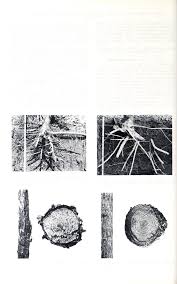 Image result for Pygmaeothamnus zeyheri