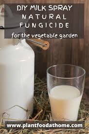 In this video, i'll show you what powdery mildew looks like on a squash plant. Pin On Plant Food At Home