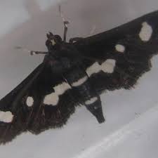 Image result for Disperis sp. nov. aff. macowanii