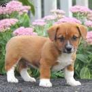 Pembroke Welsh Corgi Puppies For Sale | Lancaster Puppies