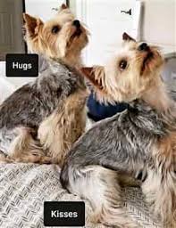 Parents share the blueprint of many features, from hair color to personality, in their. Yorkshire Terrier Hair And Coat