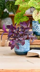 Image result for Tradescantia pallida