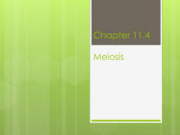 The number of chromosomes per cell is cut in half through the separation of homologous chromosomes in. Ppt Chapter 11 4 Meiosis Powerpoint Presentation Free Download Id 6783376