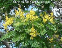 It has also been called flamboyant and, along. Peltophorum Tree