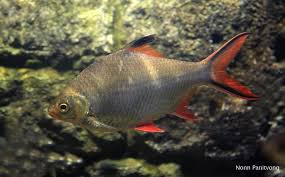 Barbonymus Schwanefeldii Tinfoil Barb Barbus Schwanenfeldii Barbonymus Schwanenfeldii Seriously Fish Find the albino tinfoil barb for sale at petzonesd.com. barbonymus schwanefeldii tinfoil barb