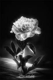 Maybe you would like to learn more about one of these? Photos Noir Et Blanc La Galerie Photo De Nature Photographie