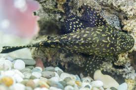 Fungi or funguses) is any member of the group of eukaryotic organisms that includes microorganisms such as yeasts and molds, as well as the more familiar mushrooms. Ultimate Gold Nugget Pleco Care Guide Aquariadise