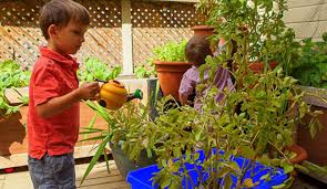 We did not find results for: Growing Potatoes In Containers Is Kids Play Toronto Botanical Garden