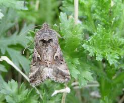 Image result for Autographa gamma