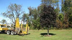 Tree Transplanting Services Treespecialist Com Tree Transplanting Big Tree Tree