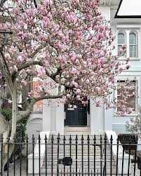 Magnolia In London Magnolia Instagram House Made