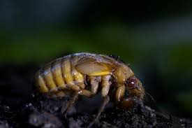 Brood x rummages around below ground, waiting for soil temperatures a foot or so below the surface to reach. U S Awaits Chorus Of Huge 17 Year Cicada Hatch Reuters