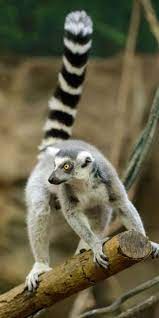 My Face When The Twins Have Been On A Naughty Streak And I Won T Let Them Out Of My Sight Animals Wild Lemur Pet Birds