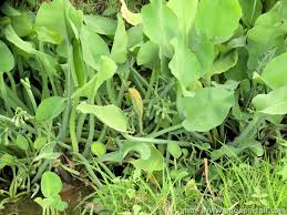 Image result for Limnocharitaceae