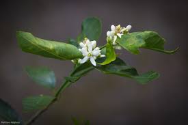 Image result for Rutaceae