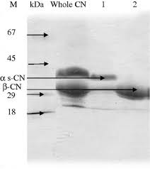 70,540 likes · 212 talking about this · 468 were here. Biological Activity Of Camel Milk Casein Following Enzymatic Digestion Journal Of Dairy Research Cambridge Core