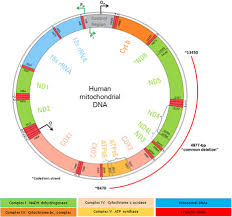 Mitochondrial DNA deletions in Alzheimer's brains: A review