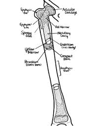 The nonarticular surface of the bone is covered by a tough membrane—the periosteum. Oversized Long Bone Diagram Includes Bonus Review Chart By Drm