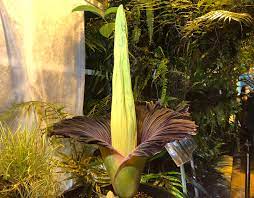 Endangered Corpse Flower Blooms In Warsaw Drawing Crowds