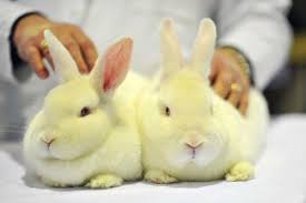 Animal testing for cosmetics has been banned throughout the 27 member countries of the european union since 2009, and the sale of cosmetic products or . Eu Parliament Calls For Global Ban On Animal Testing For Cosmetics Euractiv Com