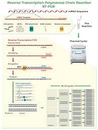 How To Design Primers | Zymo Research