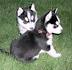 Siberian Huskies for Sale | Dogs on Oodle Classifieds