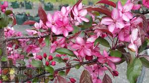 Dark foliage in spring and summer makes this crabapple unique. Malus Jfs Kw5 Royal Raindrops Blerick Tree Farm