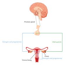 Lesson Explainer The Menstrual Cycle Nagwa