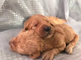 How big does a riverbend labradoodle puppy get? Labradoodle Puppies For Sale Breeder In Iowa