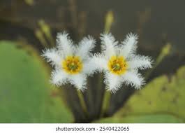 Image result for Menyanthaceae