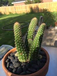 The simple process of pruning can help grow a… How And When To Prune A Cactus Dummer Garden Manage Gfinger Es La App De Jardineria Mas Profesional