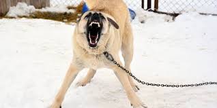 Milli Kopek Irklari Turkiye Nin Guvenligi Icin Gorevde