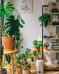The Best Plant Delivery In Sydney To Transform Your Space Into A Jungle Escape Urban List Sydney