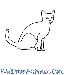 Well, we've created a drawing tutorial to help you learn the ropes of drawing with the picsart app. How To Draw A Cat