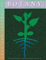 Image result for Neoholstia tenuifolia