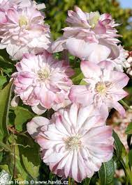 28,50 zł 28.50 zawiera 8% vat, bez kosztów dostawy. Clematis Innocent Blush Havlis Cz