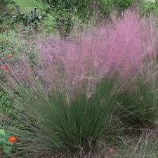 Image result for Eragrostis punctiglandulosa