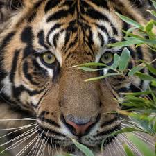 This Is The Sandeigo Zoo App All Kids Can Visit This Links It Has Games Activitys Live Zoo Vidsstories Animals And Sa