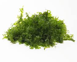 Image result for Lomariopsis hederacea