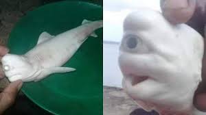 Check spelling or type a new query. Ini Penjelasan Ahli Terkait Penemuan Viral Bayi Hiu Bermata Satu Yang Disebut Mirip Mata Manusia Tribun Ternate