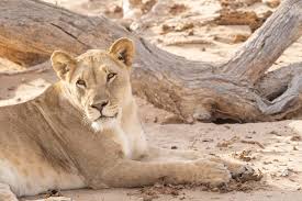 Lately, i've been privileged enough to have received invaluable insight from the leaders in lion conservation in africa, and i have accordingly applied it in the content of a series of blogs uncovering the primary reasons for loss of this big five leader.making lions a priority in my research has not only emphasised the extent of an. Hoanib Skeleton Coast The True Desert Oasis Photo Tips Creative Photography Travel Guides The Wandering Lens