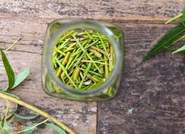 And, it ensures to prevent infections and other. Willow Water Diy Rooting Hormone For Your New Cuttings Garden Therapy