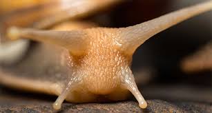 Le bicarbonate de soude est un fongicide très efficace contre le mildiou, l'oïdium et la tavelure des fruits et légumes. La Bave D Escargot Soin Antirides Par Excellence Beaute Cherie