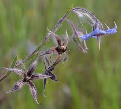 Image result for Trichodesma zeylanicum